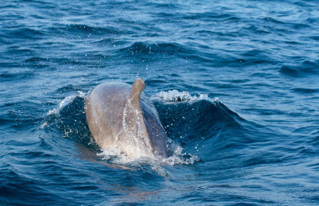 Dolphin Watching in Tavira - Photo 4