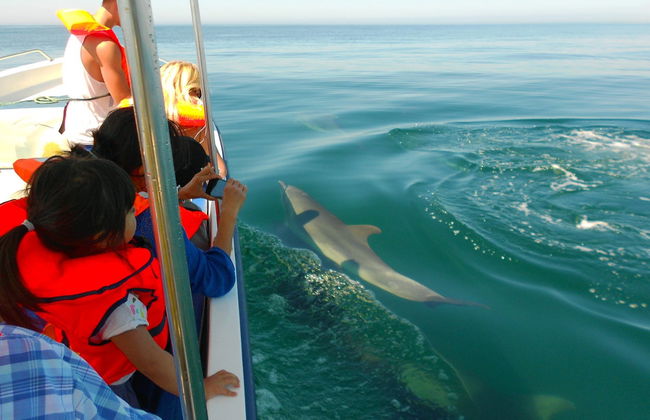Dolphin Watching in Tavira - Photo 3