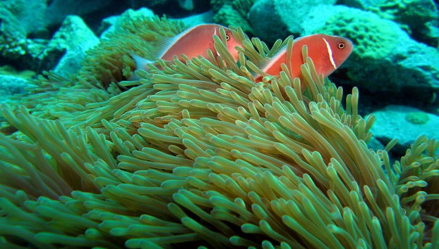 Buceo en Koh Chang - Foto 2