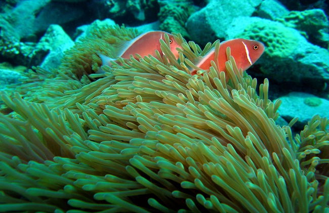 Buceo en Koh Chang - Foto 2