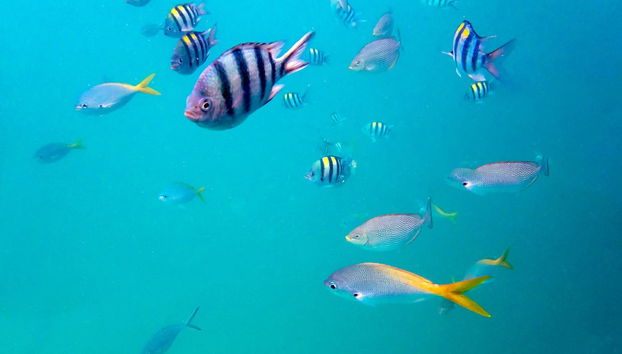 Snorkel y pesca en las islas de Koh Chang - Foto 4