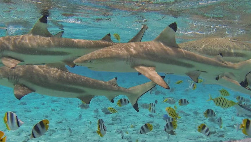 Bora Bora Jet Ski & Snorkel Adventure - Foto 1