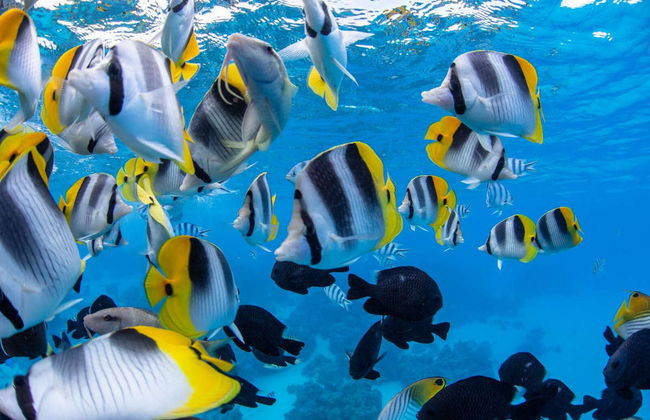 Jet ski + Snorkel com tubarões e arraias - Foto 9