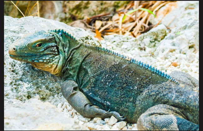 East End Trip - Foto 1