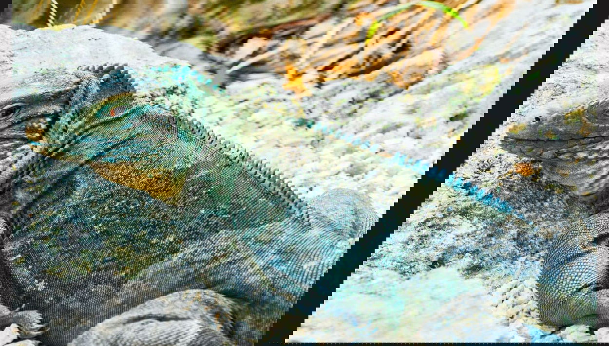 East End Trip - Foto 1