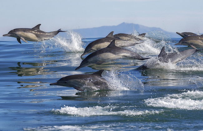 San Lucas Island National Park Day Trip - Foto 6