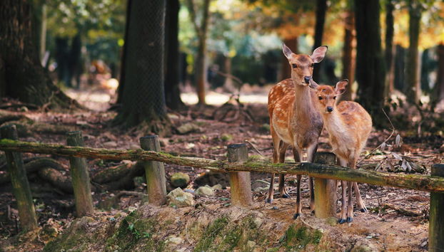 Visita guiada por Nara - Foto 2