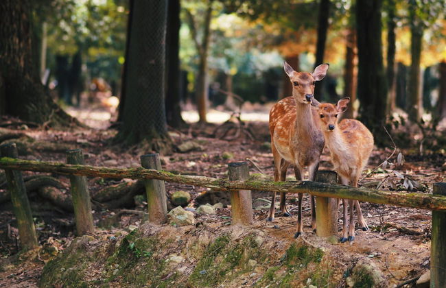 Visita guidata di Nara - Foto 1