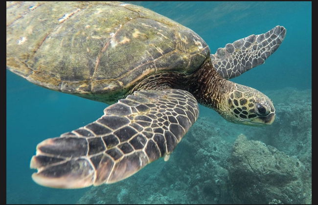 Paseo en catamarán + Snorkel - Foto 8