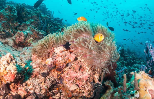 Punta Cana Scuba Doo - Foto 6