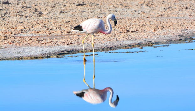 Excursión al Ojo del Inca - Foto 3