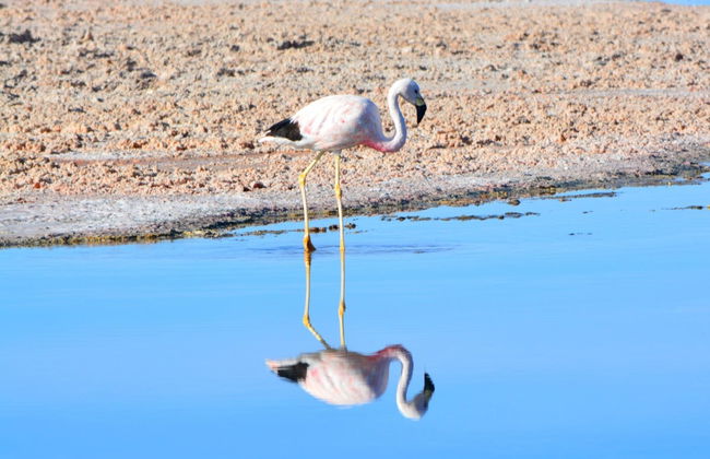 Excursión al Ojo del Inca - Foto 3
