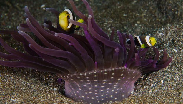 Immersione per principianti a Lombok - Foto 5