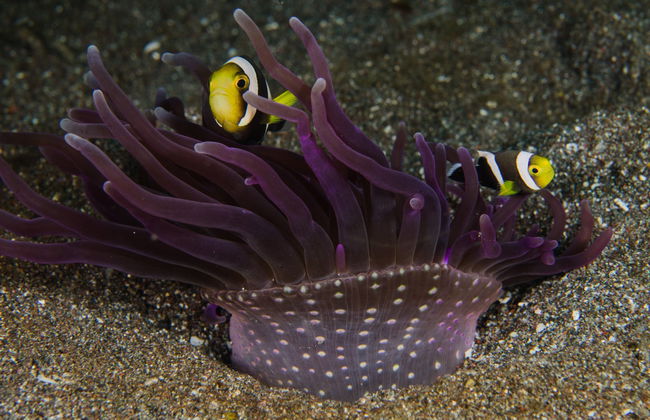 Baptême de plongée à Lombok - Photo 5