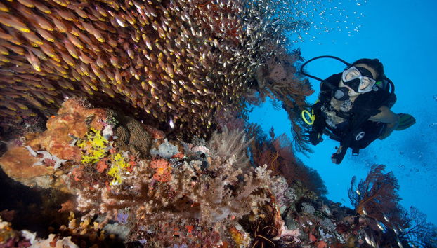 Immersione per principianti a Lombok - Foto 4