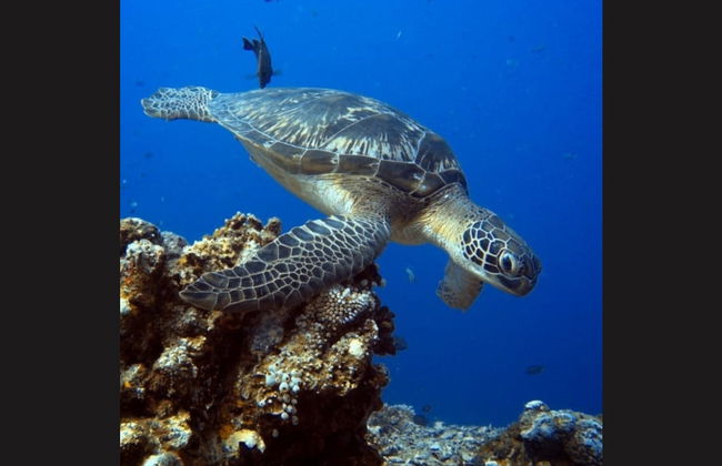 Batismo de mergulho em Lombok - Foto 2