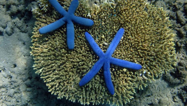 Escursione privata a Gili Nanggu, Gili Sudak e Gili Kedis - Foto 2