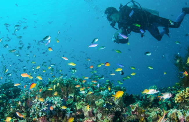 Bautismo de buceo en Lombok - Foto 6