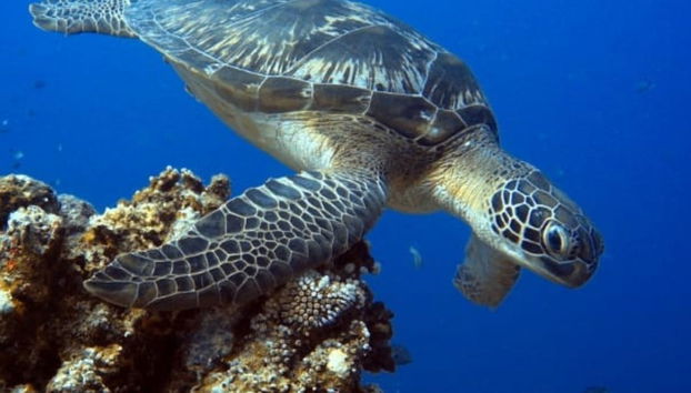 Discover Scuba Dive in Lombok - Photo 2