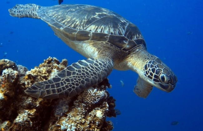 Bautismo de buceo en Lombok - Foto 2