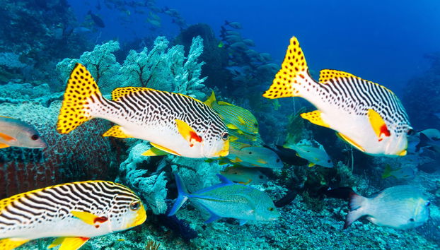 Immersione per principianti a Lombok - Foto 2