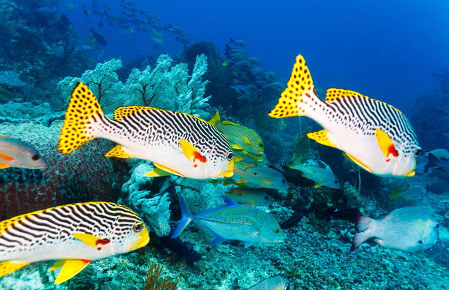 Baptême de plongée à Lombok - Photo 2