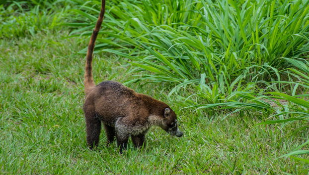 Sirena Tour - Foto 4