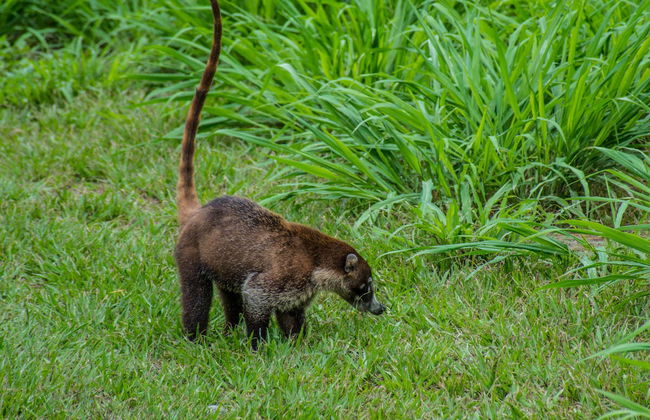 Sirena Tour - Foto 4