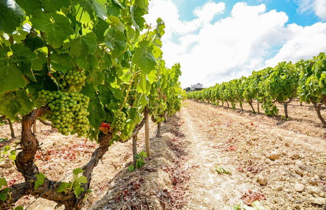 Excursión privada desde Oporto - Foto 2