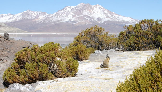 Surire Salt Flat Day Trip - Foto 2