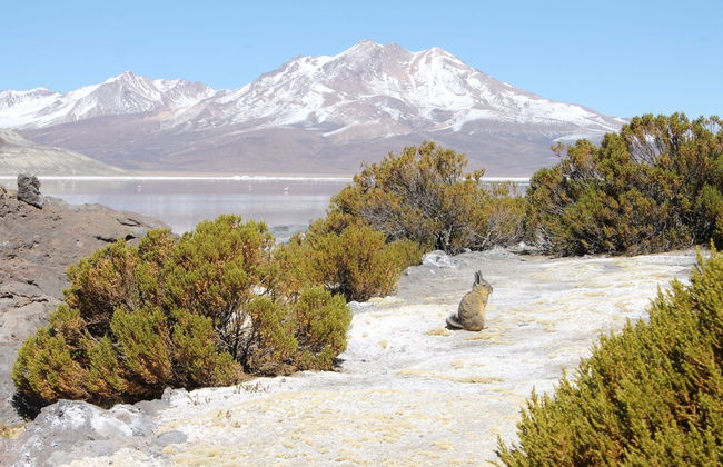 Excursão ao salar de Surire - Foto 2