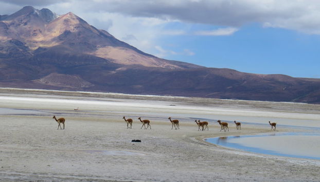 Surire Salt Flat Day Trip - Foto 4
