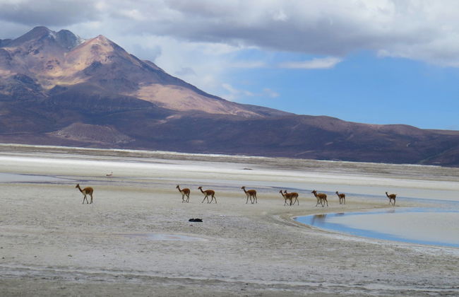 Tour de 3 dias por Lauca - Foto 6