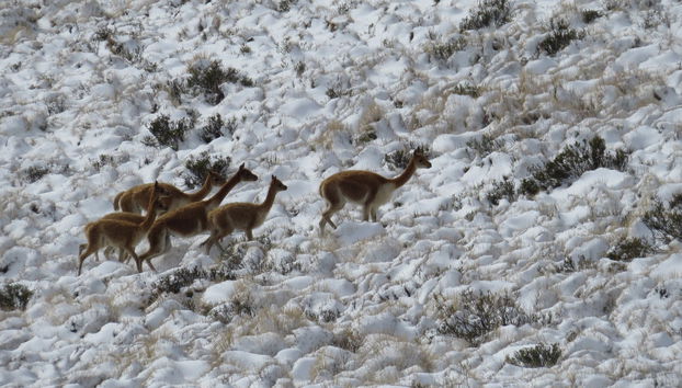 Surire Salt Flat Day Trip - Foto 5