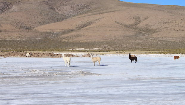 Surire Salt Flat Day Trip - Foto 3