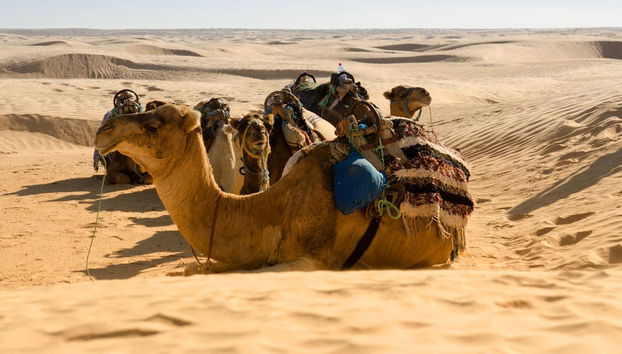 Excursion privée de 2 jours à El Jem, Douz et Kairouan - Photo 3