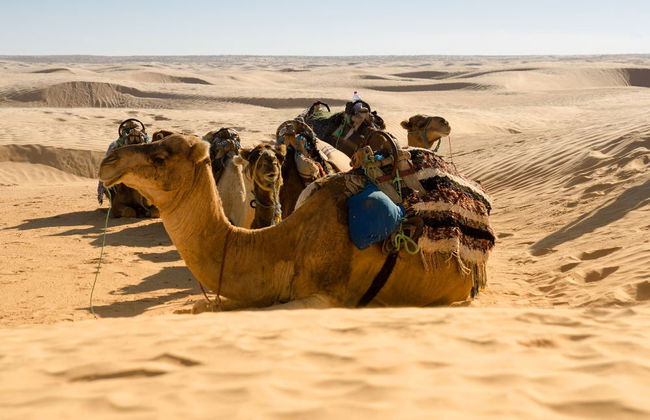 South Tunisia 2 Day Private Trip - Photo 3