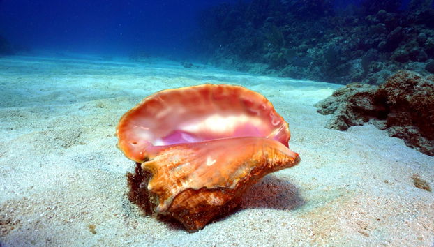 Plongée dans la baie des Cochons - Photo 4