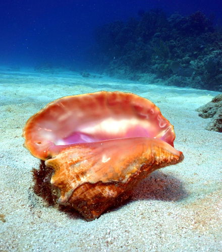 Foto de Buceo en la bahía de Cochinos