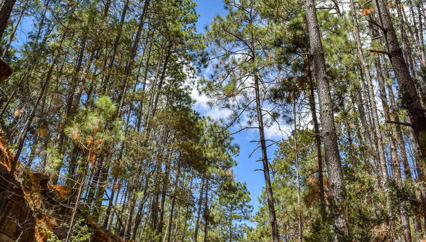 Excursión al Parque Natural Mexiquillo - Foto 2