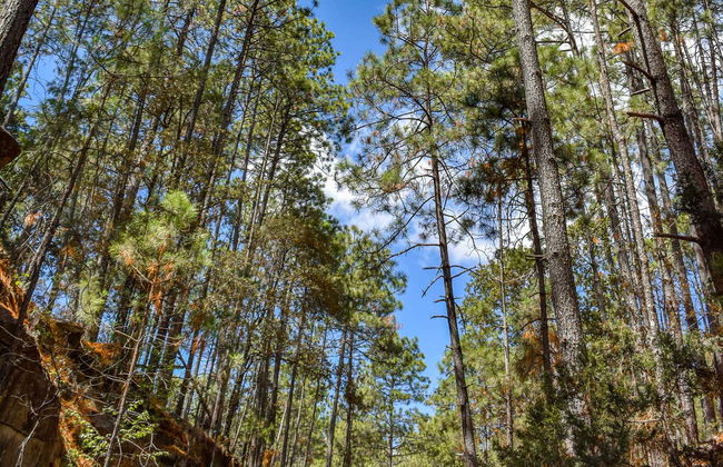 Excursión al Parque Natural Mexiquillo - Foto 2