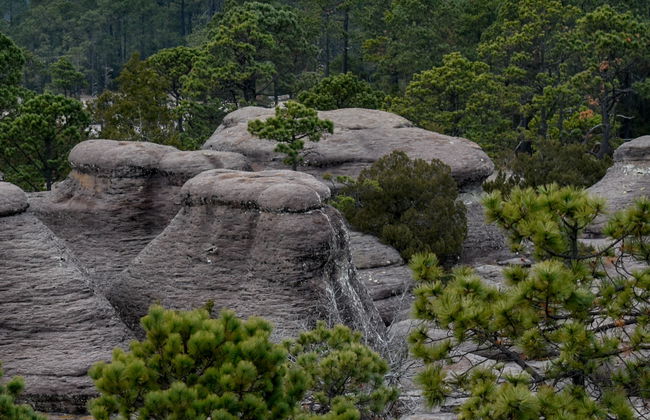 Excursão ao Parque Natural Mexiquillo - Foto 4