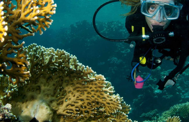 Buceo en la isla de Lord Howe - Foto 4