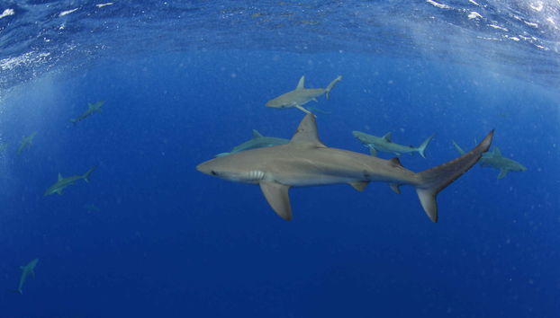 Buceo en la isla de Lord Howe - Foto 2