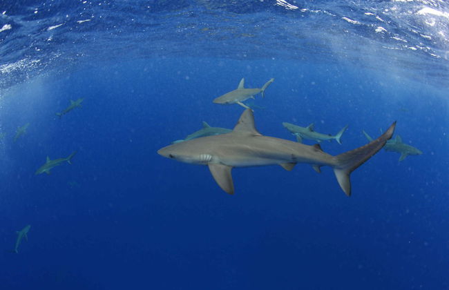 Scuba Diving in Lord Howe Island - Photo 2