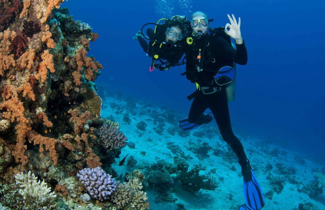 Scuba Diving in Lord Howe Island - Photo 6