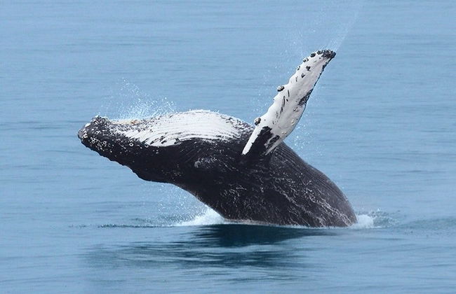 Paseo en barco con avistamiento de ballenas - Foto 3