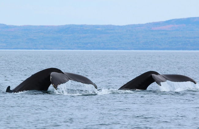 Paseo en barco con avistamiento de ballenas - Foto 7