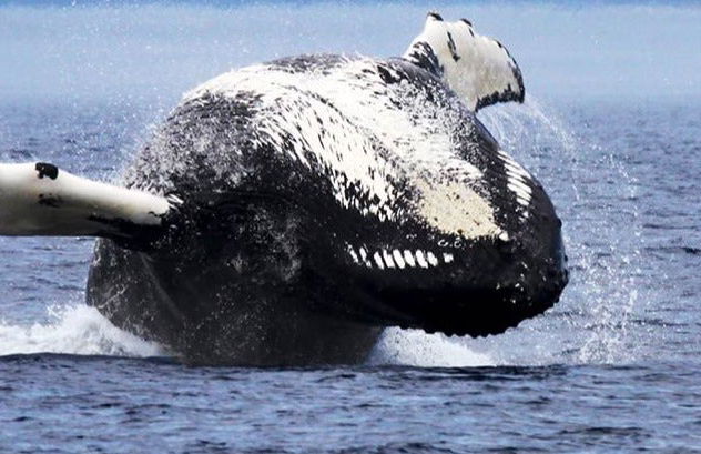 Paseo en barco con avistamiento de ballenas - Foto 9