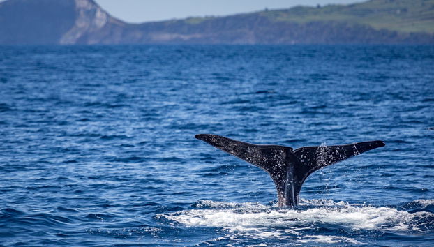 Avistamiento de ballenas y delfines en Rabo de Peixe - Foto 4